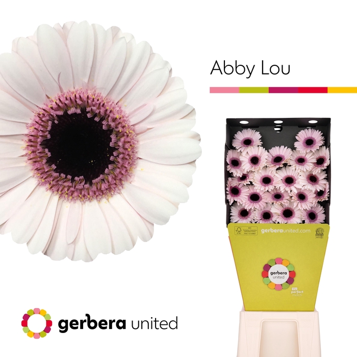 <h4>Germini Abby Lou Diamond</h4>