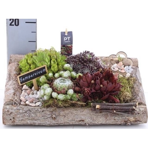 ARR SEMPERVIVUM