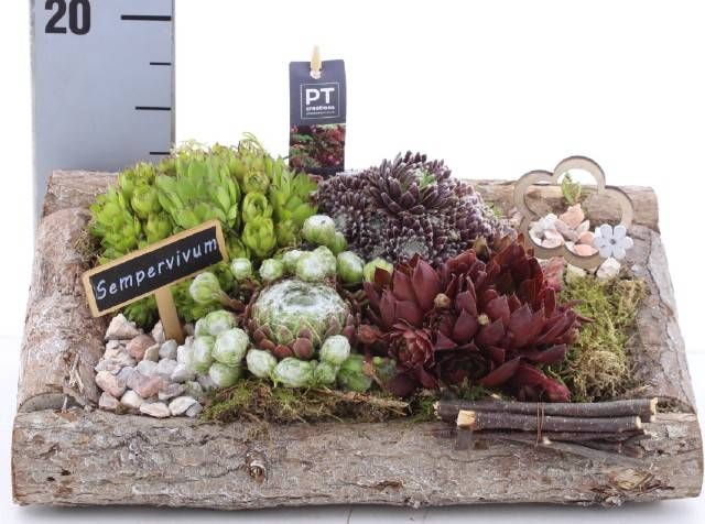 <h4>ARR SEMPERVIVUM</h4>
