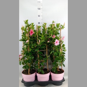 Mandevilla am. 'Sundav Flaming Pk'