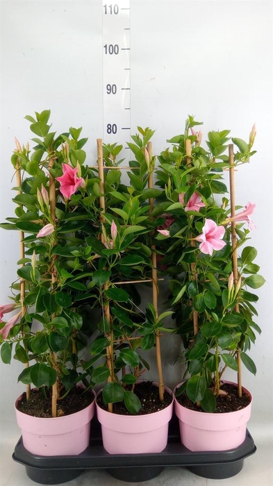 <h4>Mandevilla am. 'Sundav Flaming Pk'</h4>