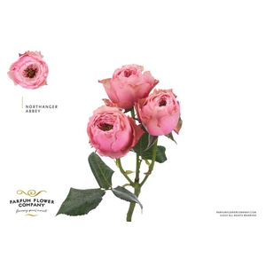 Rosa spray garden northanger abbey