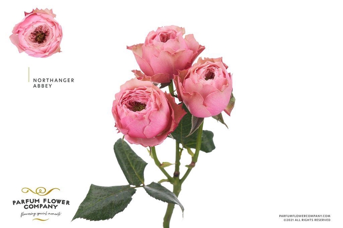 <h4>Rosa spray garden northanger abbey</h4>