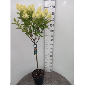 HYDR PANICULATA