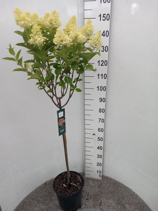 <h4>HYDR PANICULATA</h4>