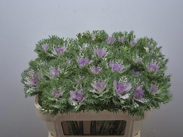 <h4>BRASS CRANE KING</h4>