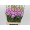 Matthiola Iron Pink