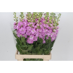 Matthiola Iron Pink