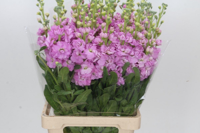 Matthiola Iron Pink