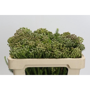 Cape Green Palacea