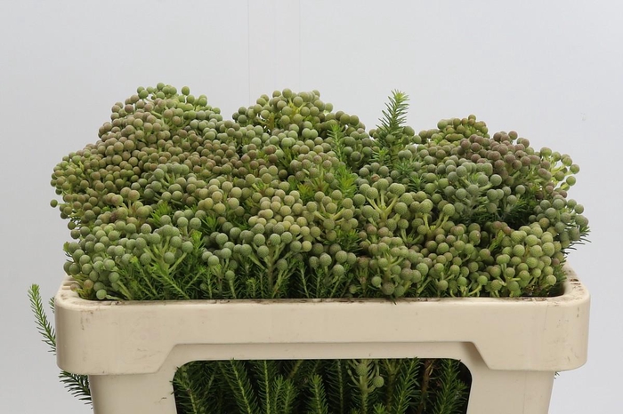 <h4>Cape Green Palacea</h4>