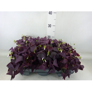 Oxalis trian. 'Mijke'