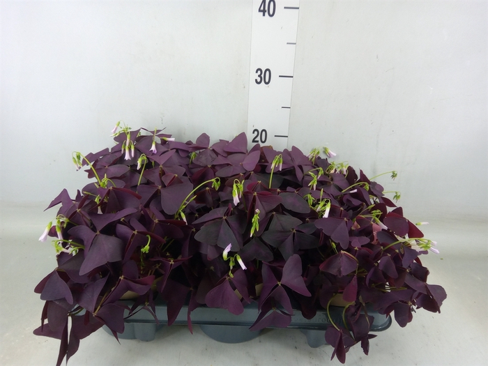 <h4>Oxalis trian. 'Mijke'</h4>