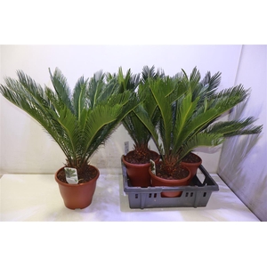 arr8 Cycas Revoluta
