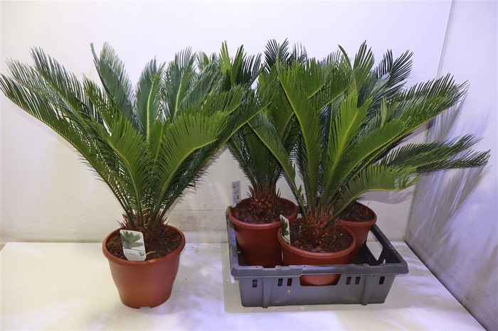 <h4>arr8 Cycas Revoluta</h4>