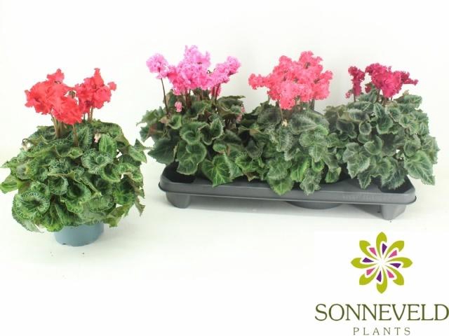 <h4>CYCL MD CRISPINO</h4>