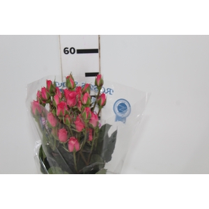 ROSA SPRAY EVA 050 CM