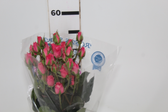 <h4>ROSA SPRAY EVA 050 CM</h4>