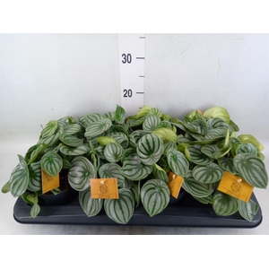 Peperomia argyreia