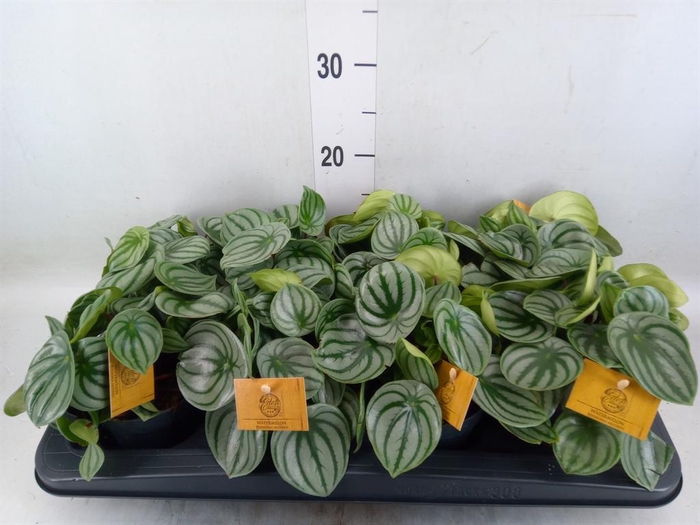 <h4>Peperomia argyreia</h4>