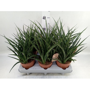 Sansevieria  'Fernwood'