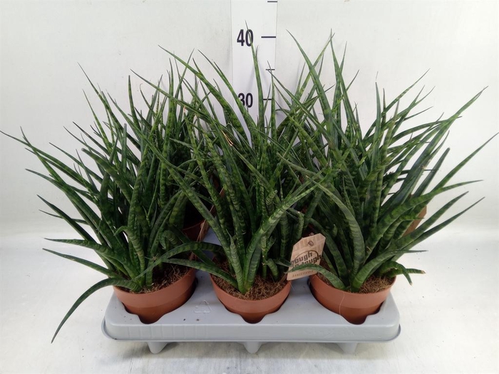 <h4>Sansevieria  'Fernwood'</h4>