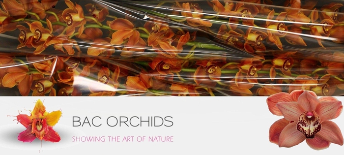 <h4>CYMB T BROWNY</h4>