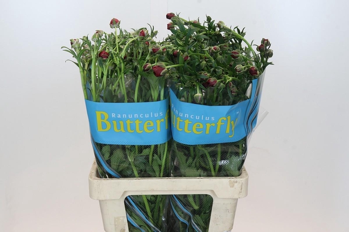 Ranunculus Butterfly Hades