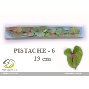 Anthurium Pistache