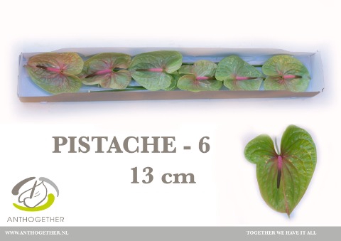 <h4>Anthurium Pistache</h4>