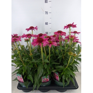 Echinacea  'Sensation Pink'