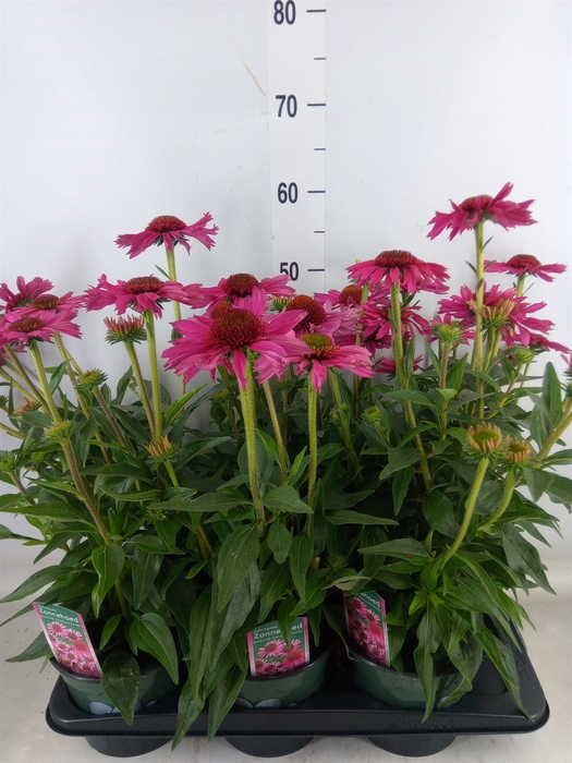<h4>Echinacea  'Sensation Pink'</h4>