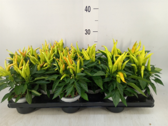 <h4>Capsicum annuum 'Joker'</h4>