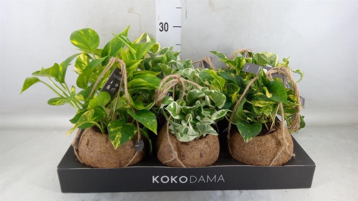 <h4>Scindapsus ...</h4>