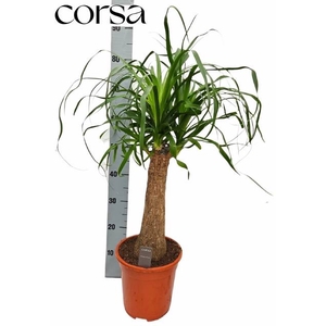 BEAUCARNEA RECUR
