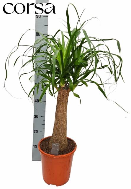 <h4>BEAUCARNEA RECUR</h4>