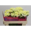 Ranunculus Romance Espalion