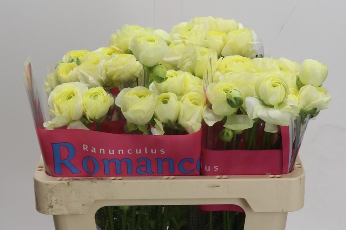 <h4>Ranunculus Romance Espalion</h4>