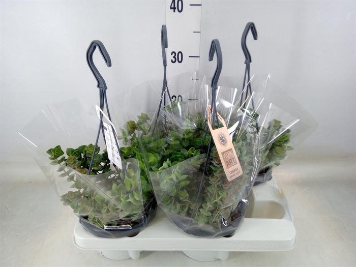 <h4>Crassula ...</h4>