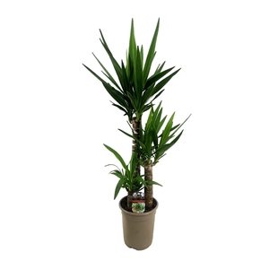 Yucca elephantipes 60-35-20