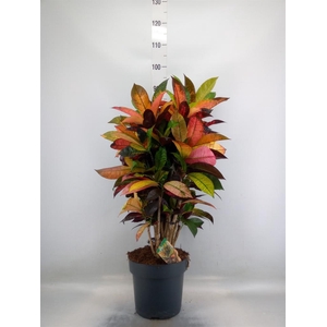 Codiaeum var. KL 'Mrs Iceton'