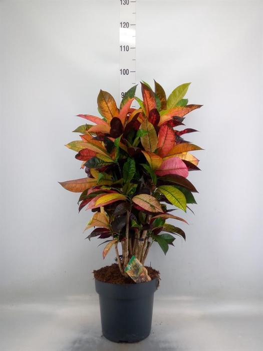 <h4>Codiaeum var. KL 'Mrs Iceton'</h4>