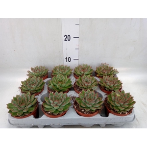 Echeveria   ...