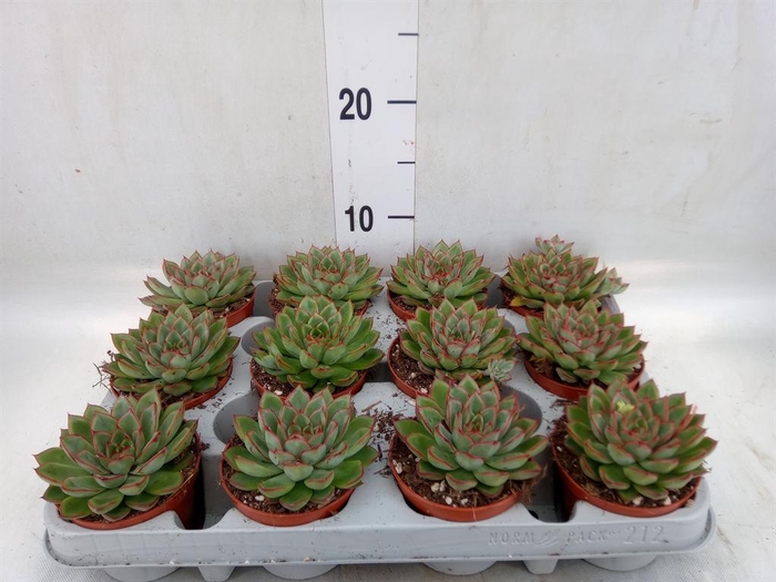 <h4>Echeveria   ...</h4>