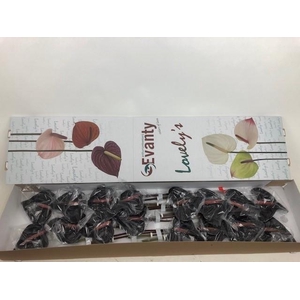 Anthurium Black Love
