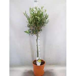 Olea europaea