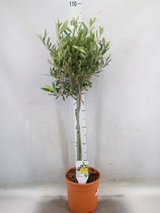 <h4>Olea europaea</h4>