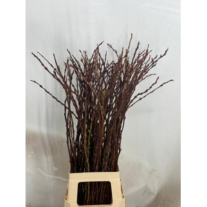 SALIX WILGENKATJES