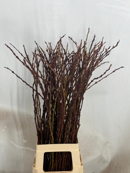 <h4>SALIX WILGENKATJES</h4>