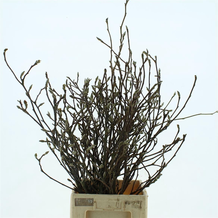 <h4>Magnolia Grandiflora 100cm</h4>